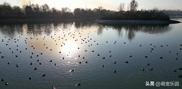 阿克苏惊现候鸟大军，浅滩窃窃私语如舞者，我被这天然舞台震撼了