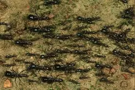 小小蚂蚁，“兵种”齐全，不信就来看看它们的武装体系图片