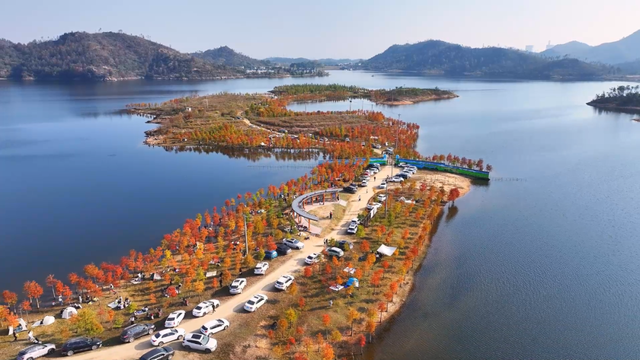 麻城：初冬红杉映碧水 湿地风光引客来