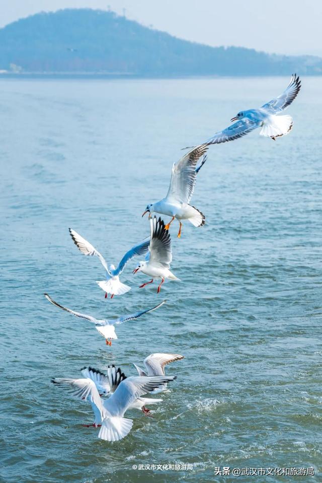 沙漠踏雪，只在武汉，最佳观赏期到了！