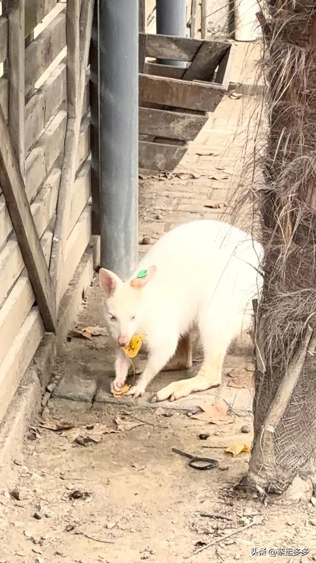 上海动物园的高颜值图鉴