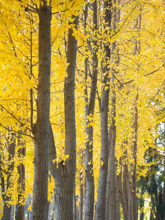 比青山湖人少，比湘湖低调，杭州东北藏着一条“银杏+水杉”组合路线！