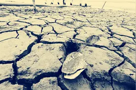 民间故事：黄河巨鳖之谜图片