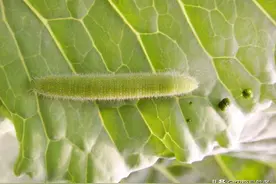 常用杀虫剂 虫螨腈虱螨脲哪个更好？图片