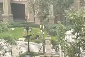 保洁阿姨为2岁女童挡狗获网友点赞，物业回应：打算给阿姨一些奖励，还没公布图片