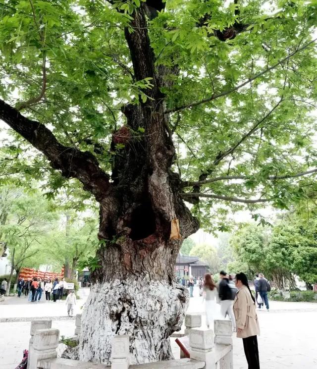 「今日作家」李德锋 ‖ 探访虬龙槐（散文）