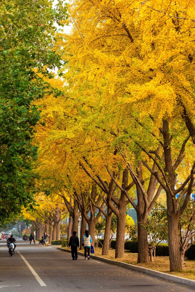 夏未走秋已至，北京半黄半绿的银杏大道，三里屯还是太时尚了！