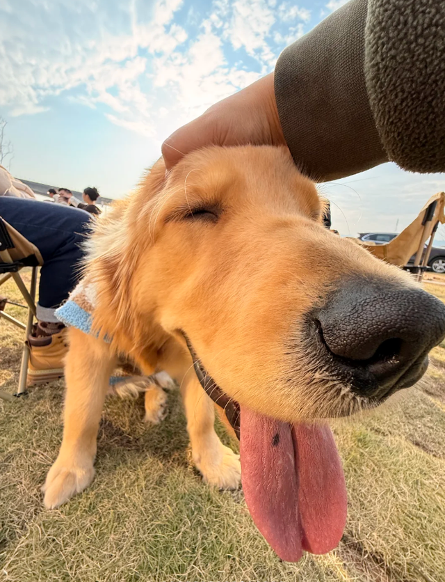 在韶关，带毛孩子去哪“浪”？这份宠物友好地图请收藏，撒欢不踩雷~