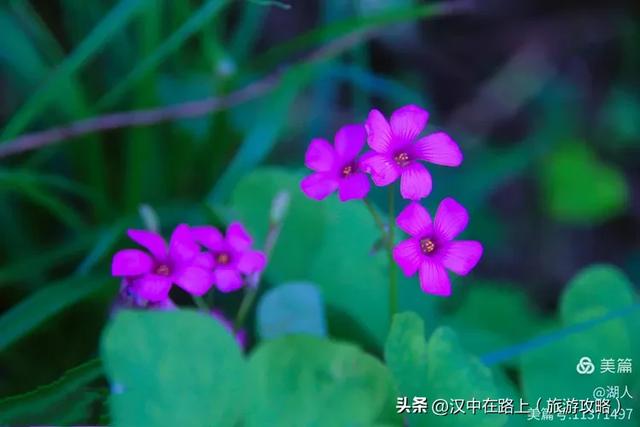 秋雨中的汉中湿地