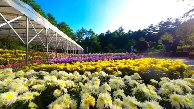 楚雄州国庆中秋迎客186万人次，文旅市场实现“量质齐升”