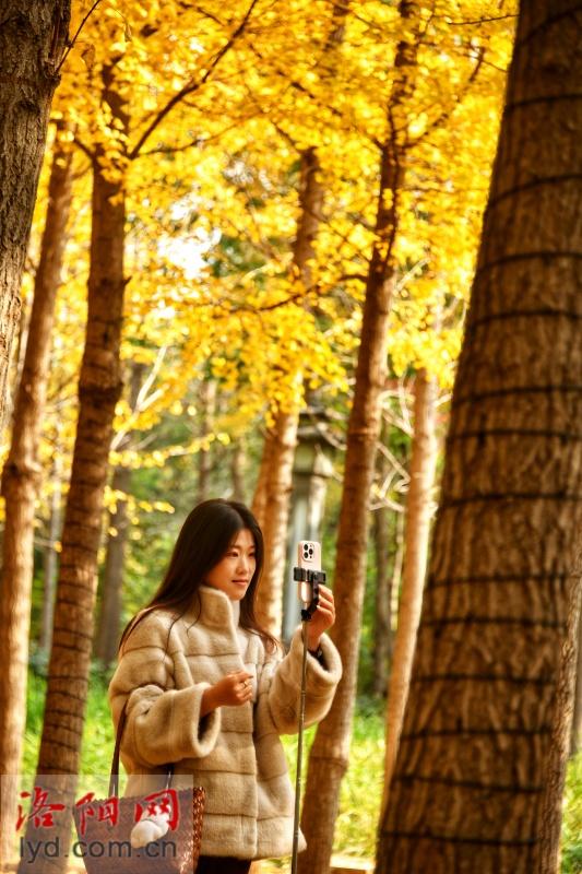 多彩园林 扮靓洛城