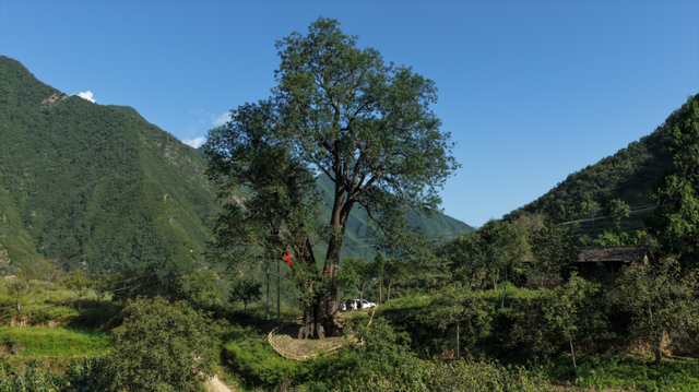 武都五库：邂逅千年古树，聆听时光情语