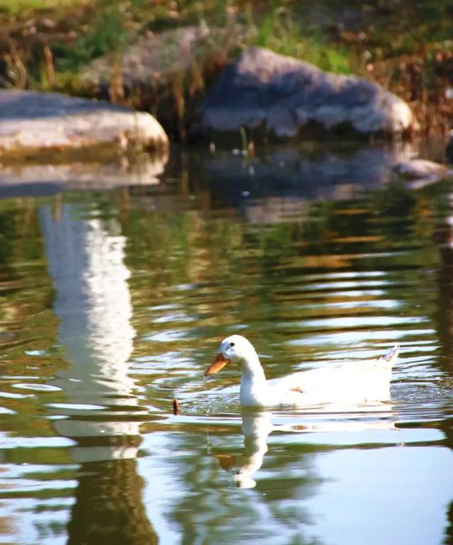 北疆文化 遇鉴赛罕 | 秋色漫卷赛罕:快将秋日打包,赶赴一场赛罕秋约!