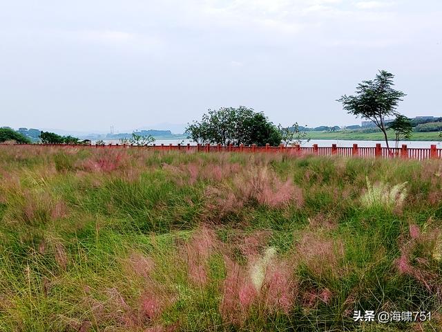 佛山三水芦苞花海生态公园