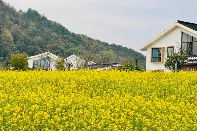 南北湖踏春，穿梭于依山傍水的油菜花海！