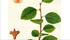 被牛羊啃食导致即将灭绝！1996年，专家在盐湖边发现400棵