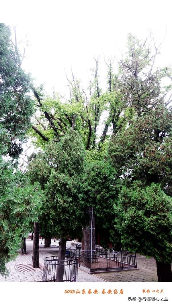 山东行游影记（320）—泰安岱庙（十六）