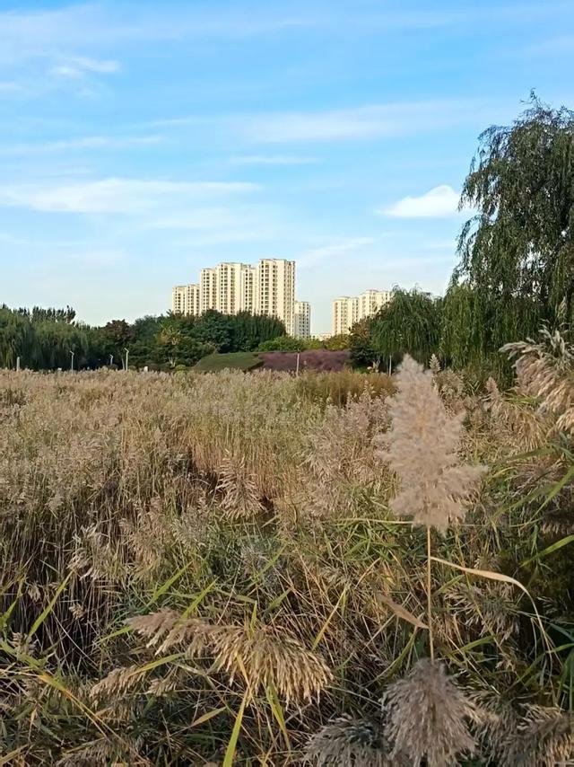 美美Sunday ~赏临港湿地秋景！