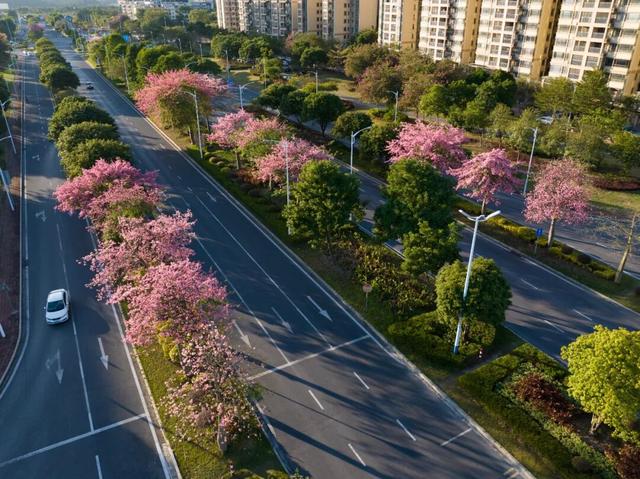 一秒圈“粉”！鼎湖的“美人树”盛情绽放