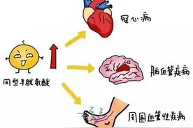 终于知道同型半胱氨酸升高为什么要补充叶酸了？图片