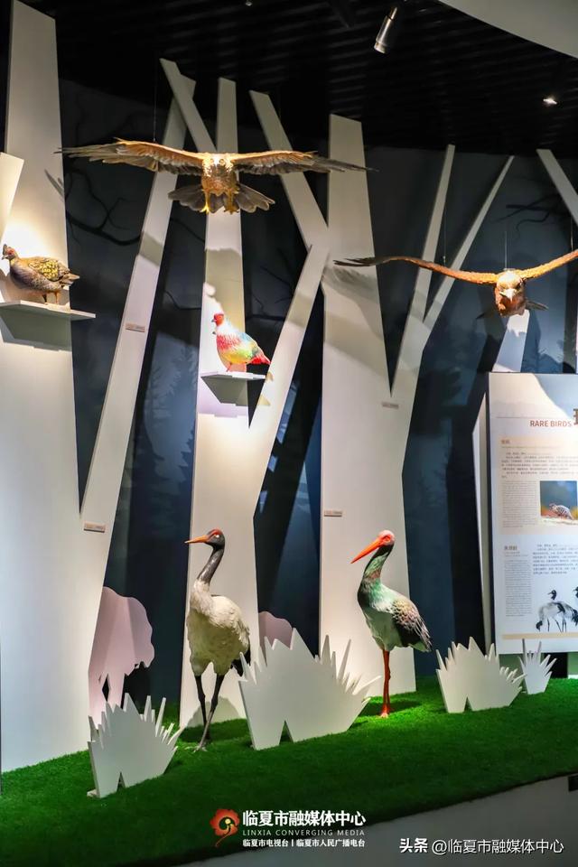 遇见•临夏丨金秋看展 与临夏文博来一场跨越时空的“对视”