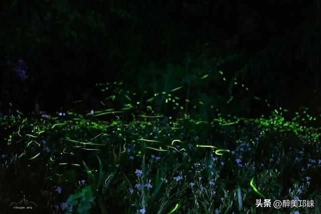 央视《共同关注》聚焦成都邛崃天台山，跟着央视国庆去天台山抓住2025最后一波赏萤热潮！