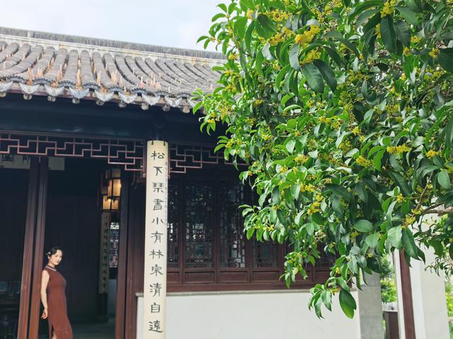国庆中秋双至 桂香漫染姑苏