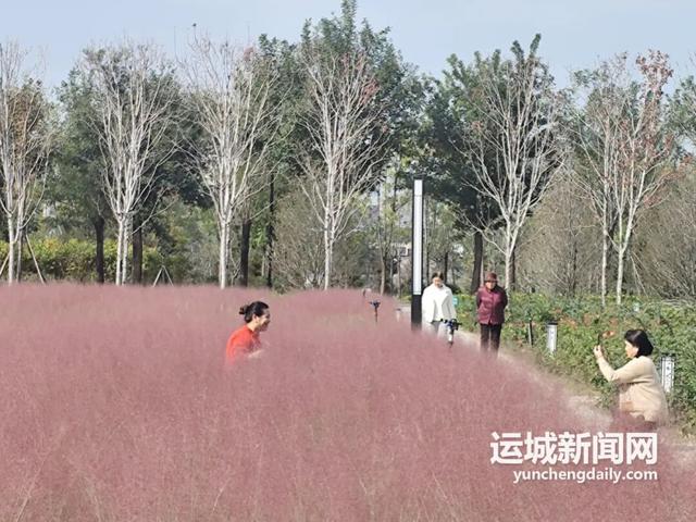 运城 | 舜风公园粉黛盛放，治愈力满分！