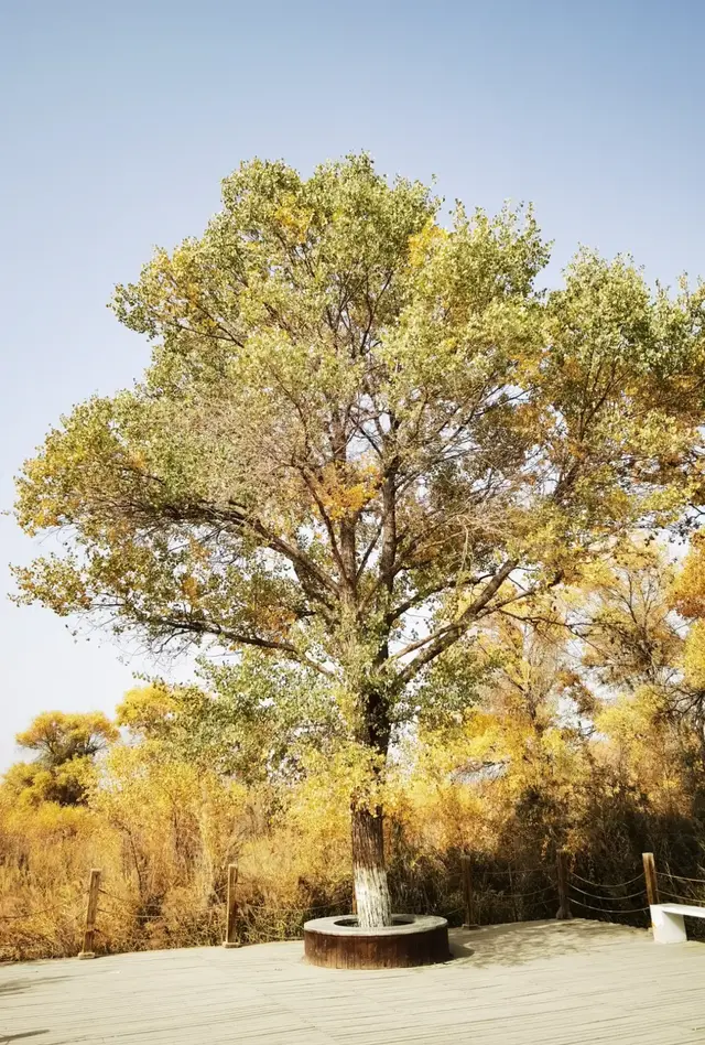 瞎球转2025之二——生而千年不死，死而千年不倒，倒而千年不朽