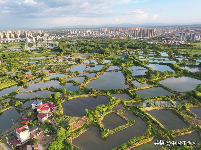 泰和：生态田园风景如画