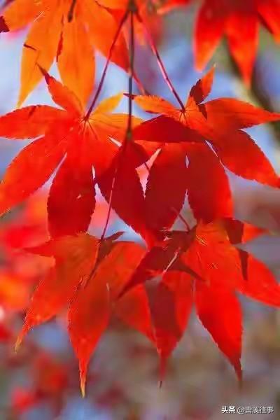 片片枫叶红