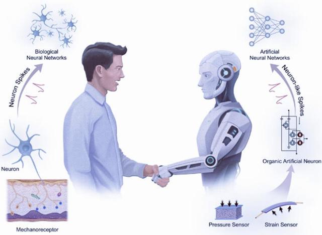 机器人更像“人”！美国专家邪恶计划曝光，未来机器人恐替代人类