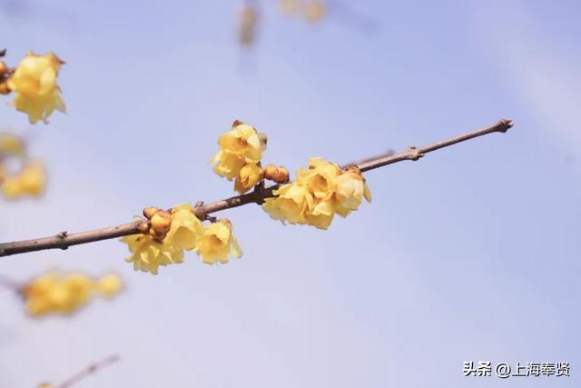 快看！奉城惊现罕见景致→