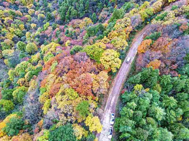 四川通江：黄柏林场红叶满坡红