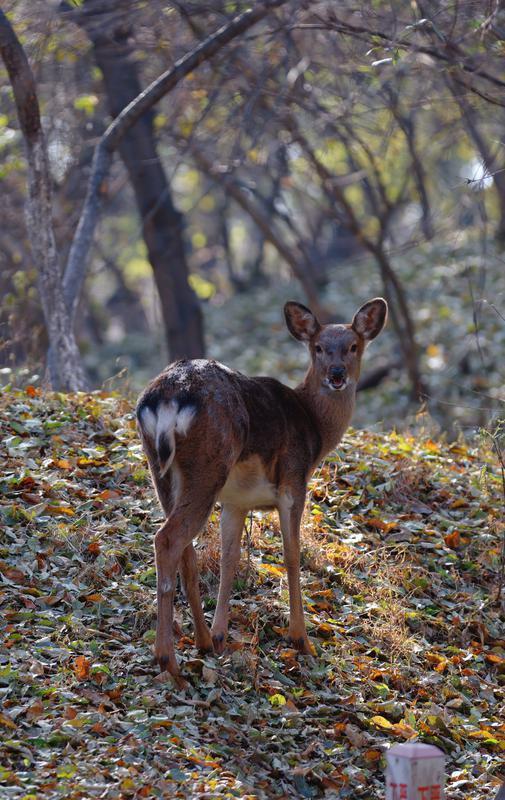 秋之彩色吉林｜层林尽染，鹿影翩跹！这里的秋天美成一首诗
