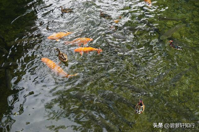 初秋北海公园，赏万佛楼硫华菊花海，和“纯真兔兔”一起荡起双桨