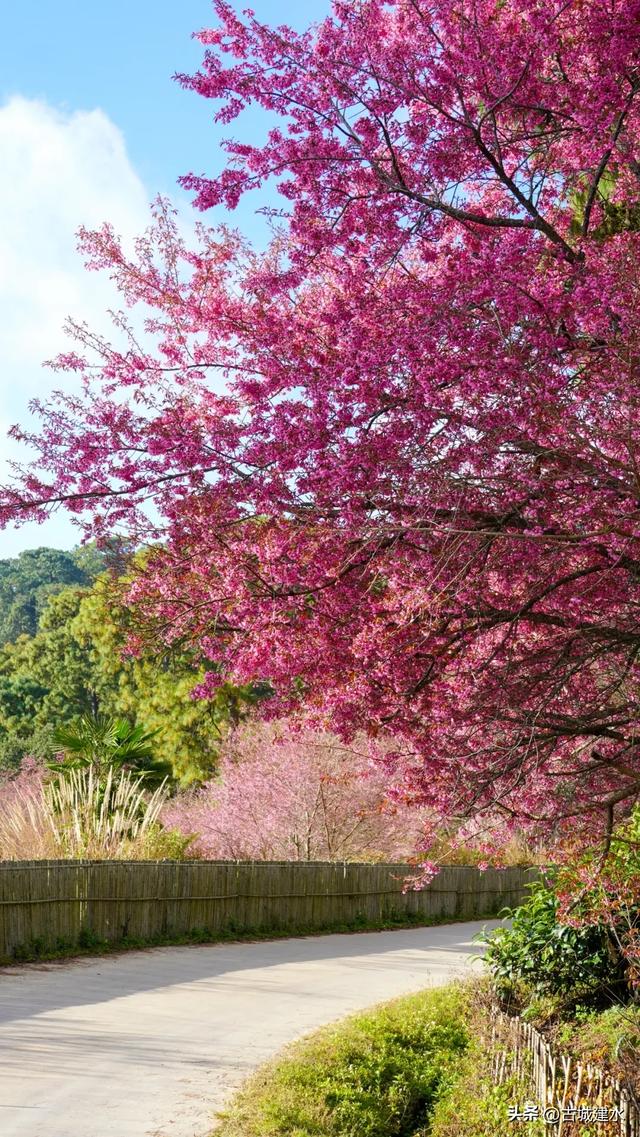 山涧茶垄樱似霞 建水云龙山冬日樱韵正当时