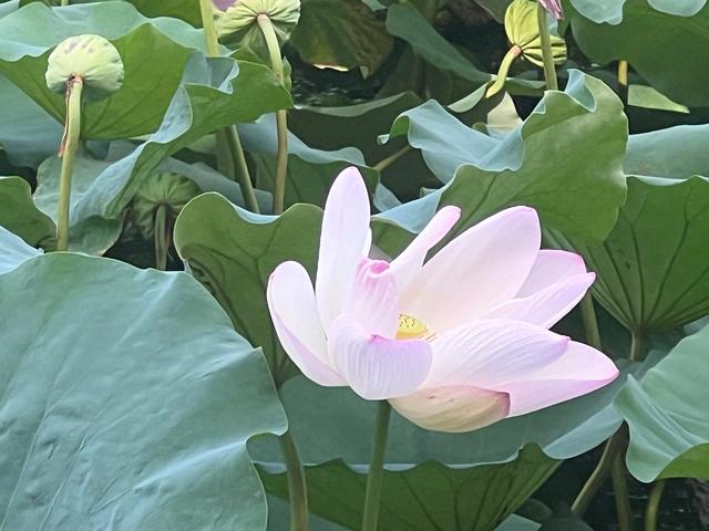 夏日西湖，8月9日。