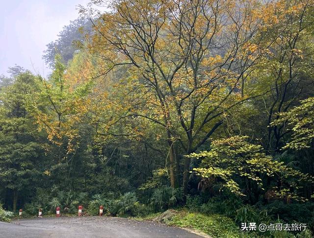 成都都江堰最冷门彩林，免费开放，山野中的惊艳，公交车可达！