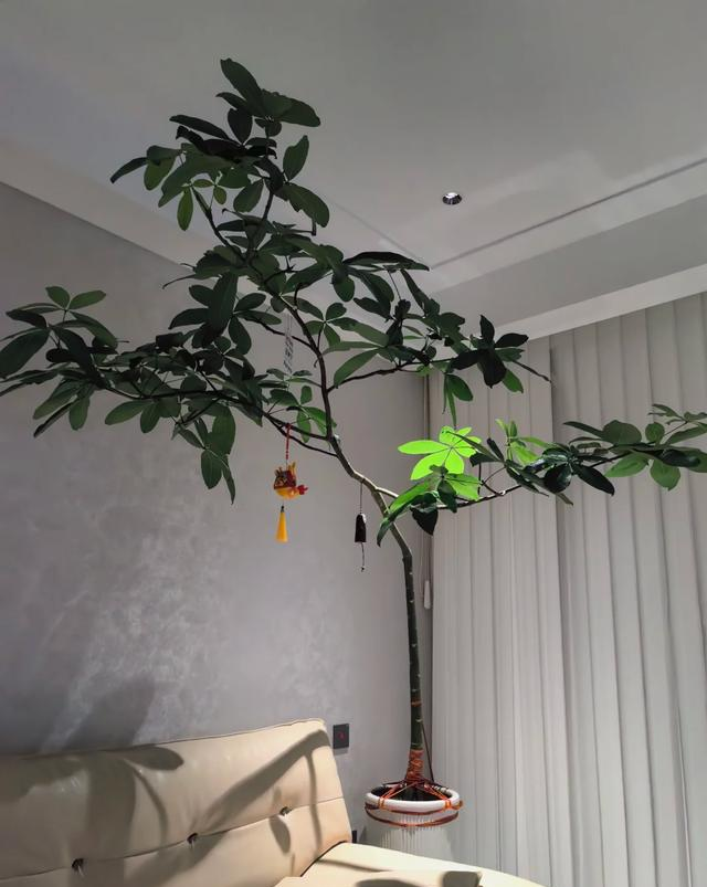 客厅见树，十有九富！“9种树”放在客厅，个顶个的吉祥，大气