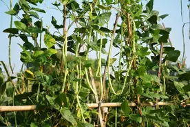 豆角是胃肠炎的“帮手”？再三提醒：豆角别“这样”吃，小心中毒图片