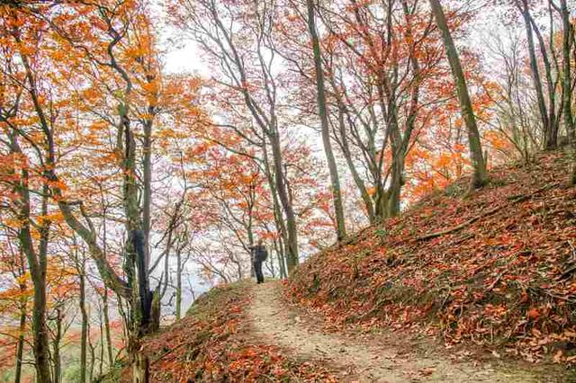 四川通江：黄柏林场红叶满坡红