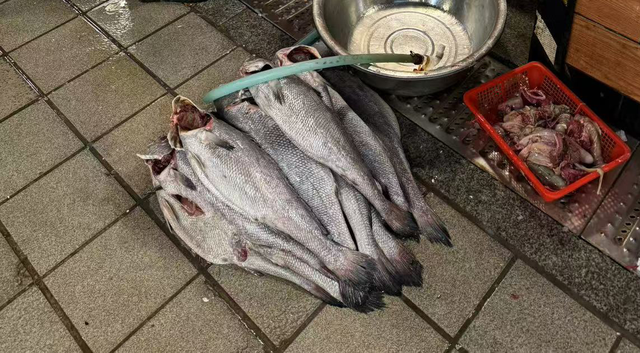 花胶30头大概多少钱一斤 30头的花胶1斤多少钱