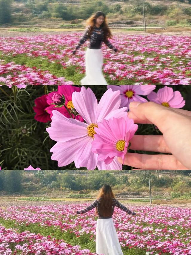 太美了！平南这里有一大片格桑花海