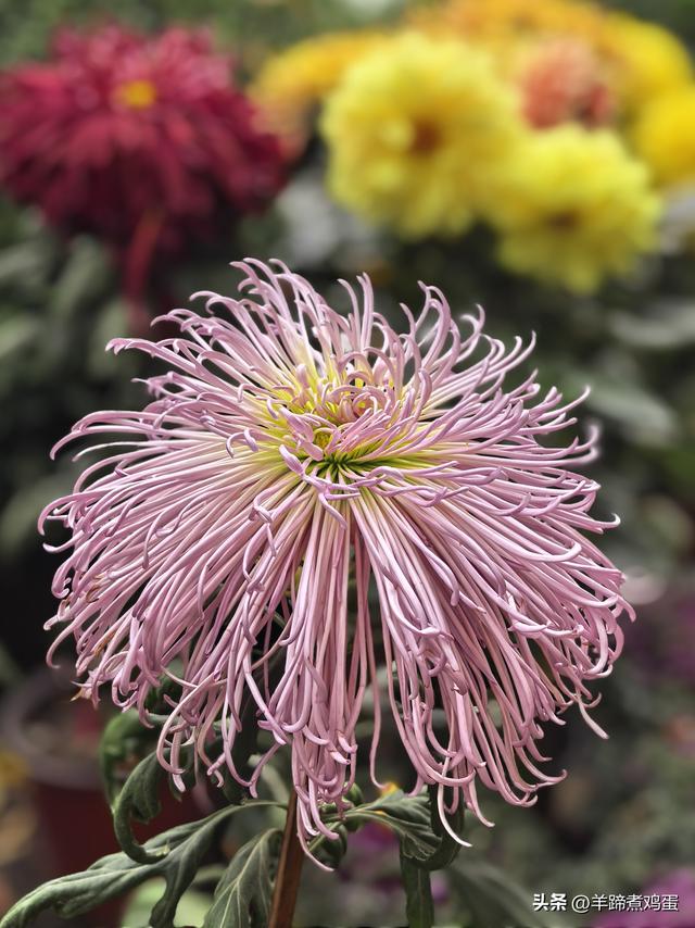 秋风独宠一园菊，晚来香艳出樊篱——北京北海公园2025年菊花展