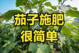 茄子追肥，选择复合肥还是尿素？告诉你几个小技巧，让你收获满满图片