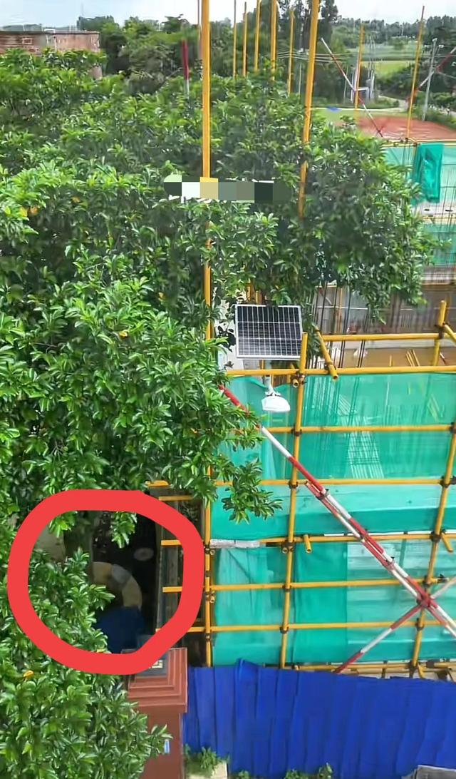 全红婵建房最新进展，邻居需求太苛刻，律师出狠招！婵宝有麻烦？