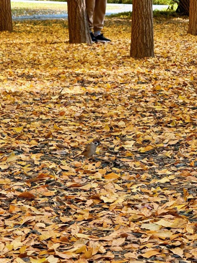 实拍！海淀“莫奈花园”已开启五彩斑斓“童话模式”