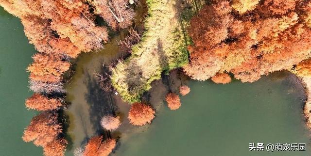走进蔡甸九真山，池杉变色如调色盘，城市烦躁瞬间消解