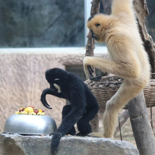 山东有自己的“疯狂动物城”！